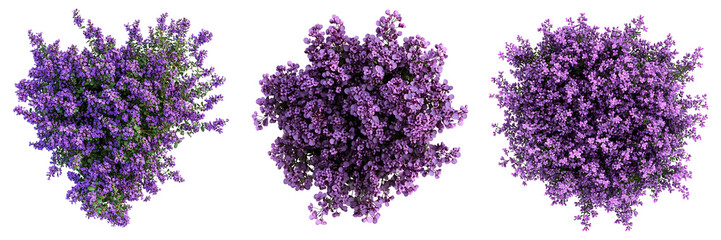 Set of a, Top view of a purple flower bush in the shape of an, isolated on a transparent background.