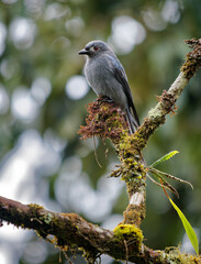 Ashy Drongo Dicrurus leucophaeus grey bird in Dicruridae found in Asia, shade of grey, white patches around the eye. Bornean subspecies stigmatops hunting insects