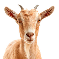 Fototapeta premium Close-up headshot of a tan goat with a thoughtful expression, isolated on a transparent background. PNG element.
