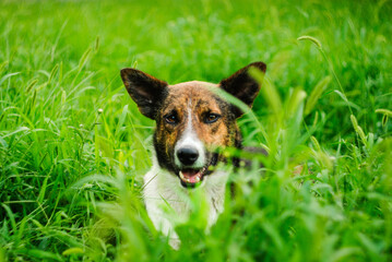 Happy dog in a Green Meadow: A Close-Up Portrait of a Mixed-Breed Dog with Alert Ears, Surrounded by tall green  grass 