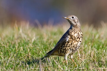 Song thrush aka Turdus philomelos is searching worms on the field. Common european songbird. Close-up portrait.
