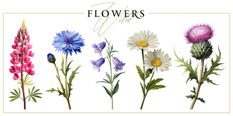 Wild field flowers isolated on a white background. Vintage painting style illustration.
