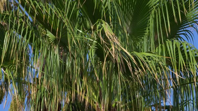 Palm leaves sway in the wind against a blue sky