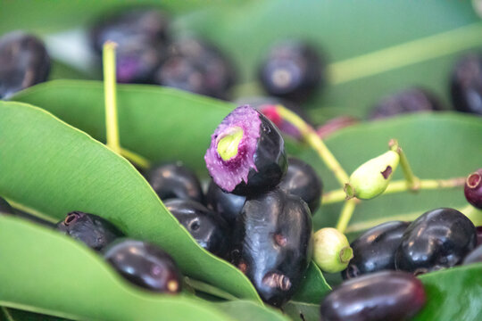jamel&atilde;o fruits (Syzygium cumini) in detail