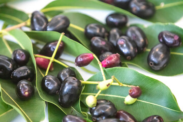 jamelão fruits (Syzygium cumini) in detail