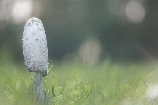 Mushroom coprinus comatus or shaggy ink cap