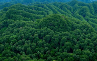 Lush green tropical jungle.  Aerial view reveals a dense forest canopy vibrant vegetation and abundant trees. Nature at its most beautiful.