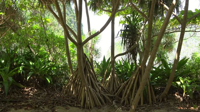 Screwpine trees (Pandanus) on the beach of tropical island