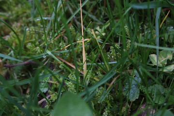 grass with dew drops