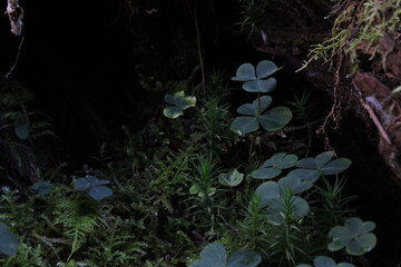 rain in the forest