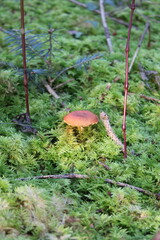 mushroom in the forest