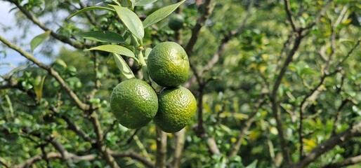 three citrus fruits still green with leaves on the citrus tree