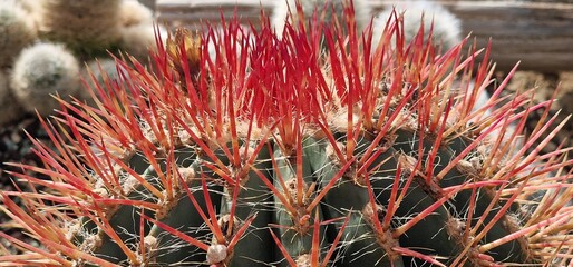 A green cactus with lots of red spines