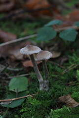 mushroom in the forest