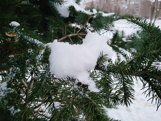 White fluffy snow lies on the branches of a fir tree. Winter landscape.