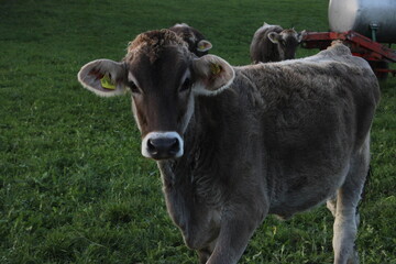 A cow on the field