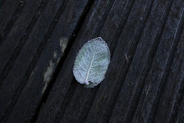 autumn leaves in the snow