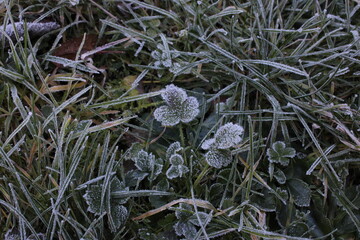 plants in the snow