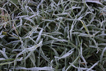 frost covered branches