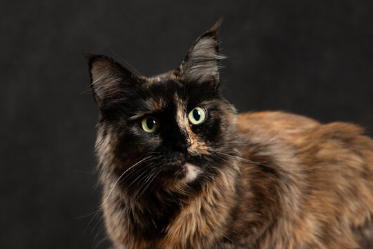 Just a brown Maine cat on a black background