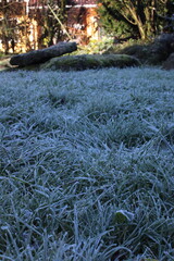 grass in winter