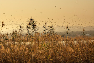 Phyragmites australis or the common weed against a early evening sky with a flock of birds