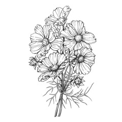 Bouquet with flowers of the cosmea (Cosmos bipinnatus, Mexican aster, garden cosmos). Black and white outline illustration, hand drawn work isolated on white background.