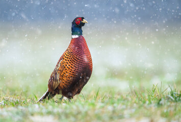 Ringneck Pheasant (Phasianus colchicus) male close up