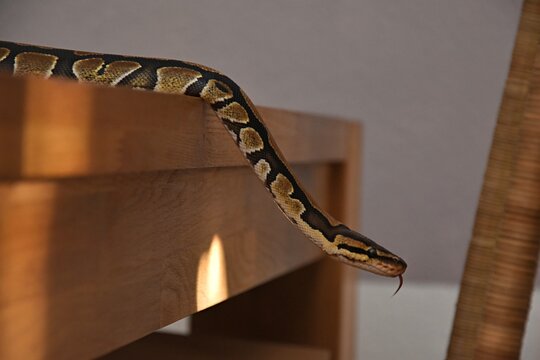 python with tongue hanging out poses on furniture in house