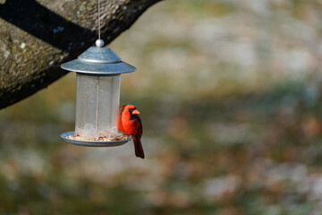 Beautiful male cardial with its head to the side. Bird is sitting on an outdoor birdhouse that is hanging from a tree.