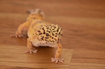 yellow spotted eublefar lizard on wooden table