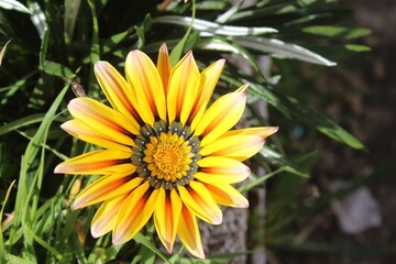 yellow flower in the garden
