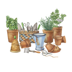 Ceramic pots with culinary herbs- rosemary, parsley and basil. Vintage garden scissor, pruning shear, trowel, rake in basket, old blue enamel water pitcher. Hand drawn watercolor painting illustration