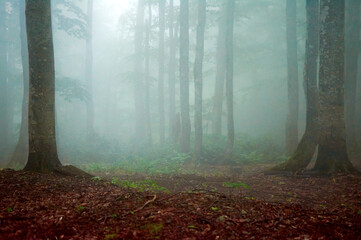 Mysterious dark forest. dark and moody forest road covered in mist. halloween night background. Horror landscape of dark forest with scary tree