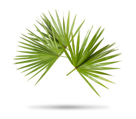 Green tropical leaves in air on white background