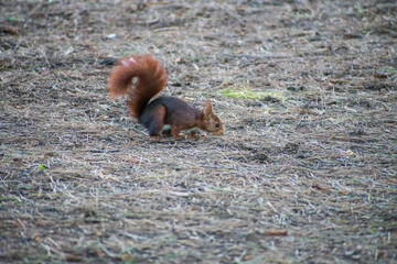 squirrel looking for food in the forest