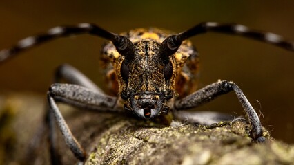 Monochamus galloprovincialis