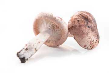 Hygrophorus russula