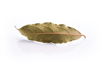  Laurus nobilis leave