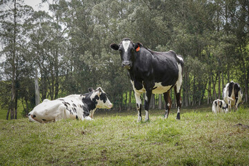 A black and white cow looks at the camera in the field with other cows around
