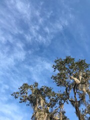 Florida Trees and Sky