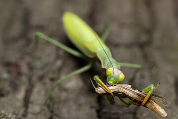 Green mantis eating a grasshopper on tree bark