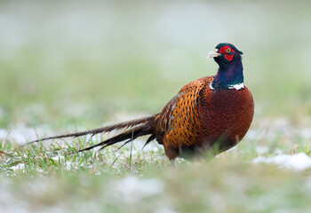 Ringneck Pheasant (Phasianus colchicus) male close up