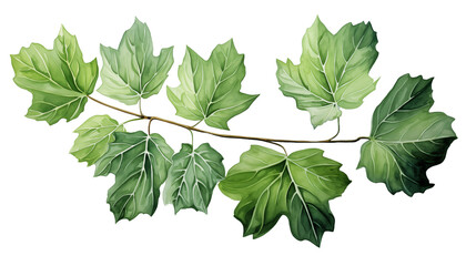 Watercolor painting of a single fig leaf with realistic veins and soft green hues.