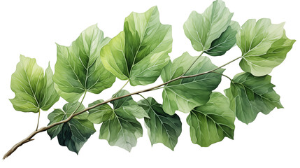 Fototapeta premium Watercolor fig leaf with intricate vein details and soothing green hues, perfect for decor.