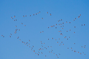 A flock of birds flying in the sky