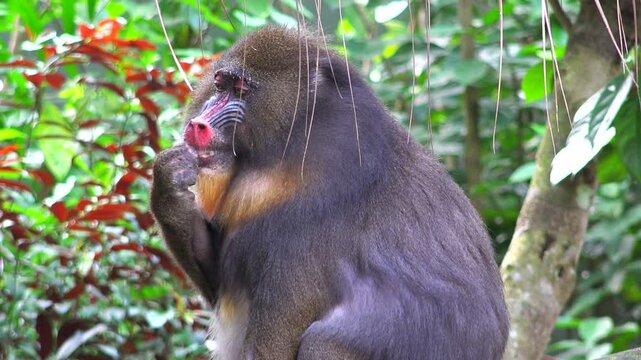 Beautiful mandrill monkey male in the woods