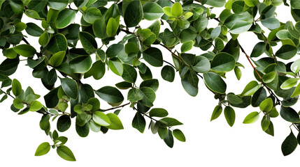 Obraz premium A minimalist leaf border design featuring natural green foliage, ideal for clean and modern visuals.
