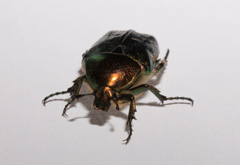 Cetonia aurata, called the rose chafer or the green rose chafer.