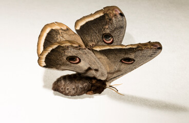 Saturnia pyri, the giant peacock moth, great peacock moth, giant emperor moth or Viennese emperor, on a white background.